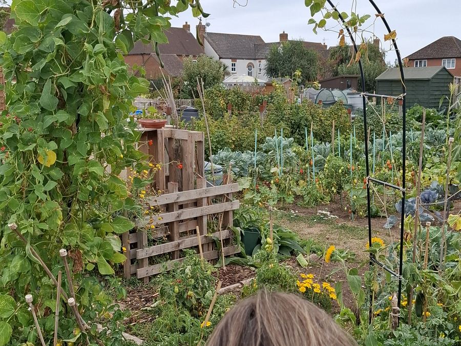 An allotment where a treatment took place