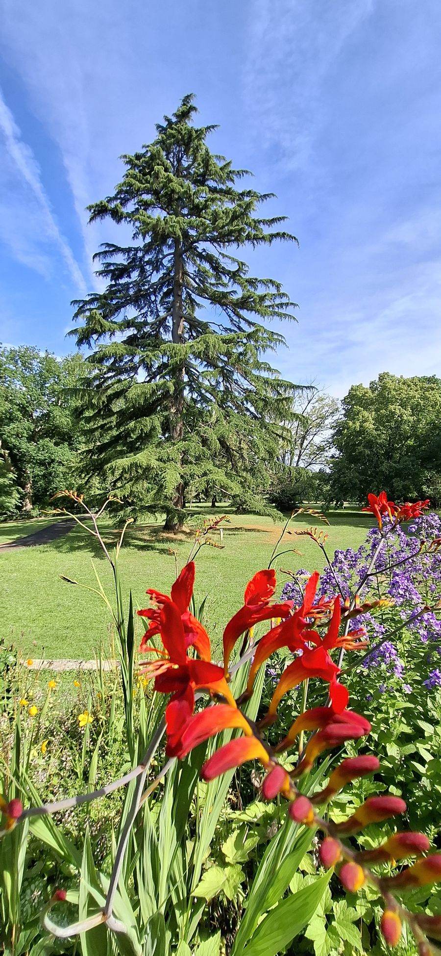 A Crawley park with a tall cedar tree and red crocosmia flowers — one of the outdoor massage locations