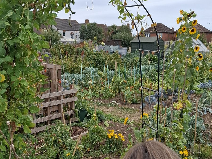 An allotment in summer, where a treatment took place